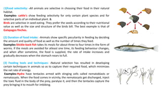 (1)Food selectivity: -All animals are selective in choosing their food in their natural
habitat.
Examples- cattle's show feeding selectivity for only certain plant species and for
selective parts of an individual plant. &
Birds are selective in seed eating. They prefer the seeds according to their nutritional
value as well as the size and structure of the birds bill. The best example is that of
Galapagos finches.
(2) Duration of food intake: -Animals show specific peculiarity in feeding by deciding
the amount and quality of food as well as the number of times they feed.
Examples-Stickle-back fish takes its meals for about three to four times in the form of
worms. If the meals are avoided for atleast one time, its feeding behaviour changes,
and when after sometime, the food is supplied, the rate of intake increases and
gradually decreases when the stomach nears to full.
(3) Feeding tools and techniques: -Natural selection has resulted in developing
certain techniques in animals so as to capture their required food, which minimizes
the net rate of energy.
Examples-Hydra have tentacles armed with stinging cells called nematoblasts or
nematocysts. When the food comes in vicinity, the nematocysts get discharged, inject
the toxic fluid in the body of the prey, paralyse it, and then the tentacles capture the
prey bringing it to mouth for imbibing.
 