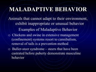 MALADAPTIVE BEHAVIOR
MALADAPTIVE BEHAVIOR
Animals that cannot adapt to their environment,
exhibit inappropriate or unusual behavior
Examples of Maladaptive Behavior
o Chickens and swine in extensive management
(confinement) systems resort to cannibalism,
removal of tails is a prevention method
o Buller-steer syndrome – steers that have been
castrated before puberty demonstrate masculine
behavior
 