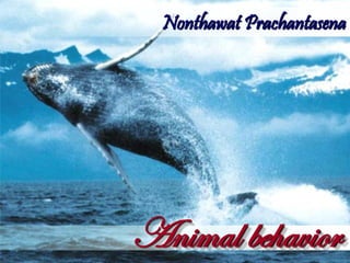 Nonthawat Prachantasena 
Animal behavior  