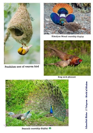 Pendulum nest of weaven bird
<br>
Peacock courtship display
<br>
Himalyan Monal courtship display
<br>
Ring neck pheasant
<br>
lrfanullah
Mehar
I/
Telegram
-
World
of
Wisdom
<br>
 