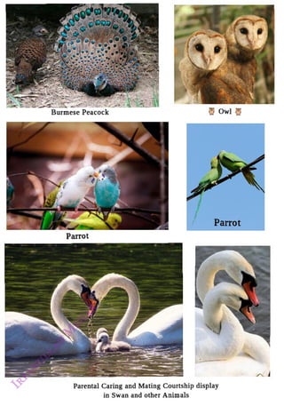Burmese Peacock
<br>
Parrot
<br>
Owl
<br>
Parrot
<br>
Parental Caring and Mating Courtship display
<br>
in Swan and other Animals
<br>
 