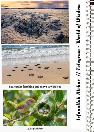 NS
<br>
Sea turtles hatching and move toward sea
<br>
Tailor Bird Nest
<br>
Irfanullah
Mehar
//
Telegram
-
World
ef
Wisdom
<br>
 