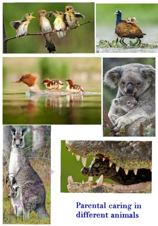 Parental caring in
<br>
different animals
<br>
 