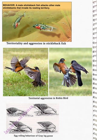 BEHAVIOR: A male stickleback fish attacks other male
<br>
sticklebacks that invade its nesting territory.
<br>
Territoriality and aggression in stickleback fish
<br>
Territorial aggression in Robin Bird
<br>
Egg rolling behaviour of Gray leg goose
<br>
 