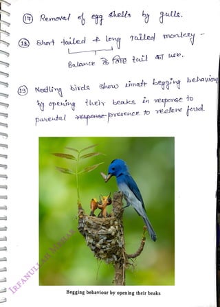 Short tailed t long tailed merdeey
<br>
9) Nedlig
<br>
Balanc
<br>
chells
<br>
bìrde
<br>
fap tatl
uee,
<br>
Gheno inatr beggi
<br>
openin their beaks in reepense
<br>
paveutal espeRS prerence
<br>
eGpense ruenee to eclere
<br>
Begging behaviour by opening their beaks
<br>
belaviu
<br>
to
<br>
tevd.
<br>
 