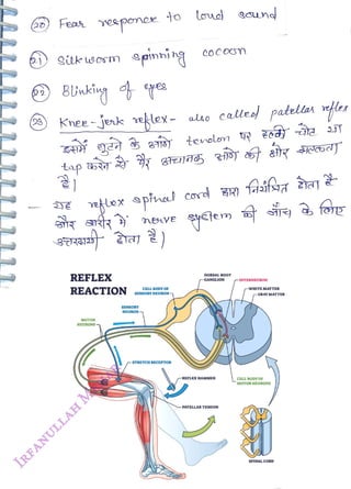 ) Feas eponee
<br>
tap
<br>
Knee-jenk etex- also calle patellaA fer
<br>
REFLEX
<br>
REACTION
<br>
to
<br>
apinning
<br>
nglex apinal cord
<br>
MOTOR
<br>
NEURONS
<br>
SENSORY
<br>
NEURON–
<br>
CELL BODY OF
<br>
SENSORY NEURON
<br>
STRETCH RECEPTOR
<br>
DORSAL ROOT
<br>
-GANGLION
<br>
REFLEX HAMMER
<br>
-PATELLAR TENDON
<br>
-INTERNEURON
<br>
-WHITE MATTER
<br>
-GRAY MATTER
<br>
CELL BODY OF
<br>
MOTOR NEURONS
<br>
SPINAL cORD
<br>
 
