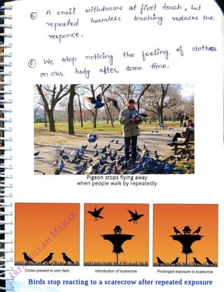 A shail
<br>
epeated
hanmlets
<br>
veapemce.
<br>
withdraws at is toueh, but
<br>
Crows present in corn field
<br>
notcing
<br>
afte
<br>
We
stop
<br>
bdy
<br>
the
<br>
eeling
<br>
Introduction of scarecrow
<br>
time.
<br>
Pigeon stops flying away
<br>
when people walk by repeatedly
<br>
redeees the
<br>
olothes
<br>
Prolonged exposure to scarecrow
<br>
Birds stop reacting to a scarecrow after repeated exposure
<br>
 