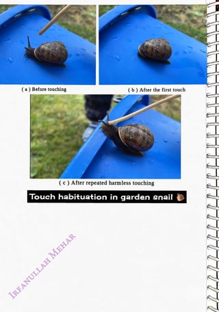 (a) Before touching
<br>
(b) After the first touch
<br>
( c) Afterrepeated harmless touching
<br>
Touch habituation in garden snail
<br>
 