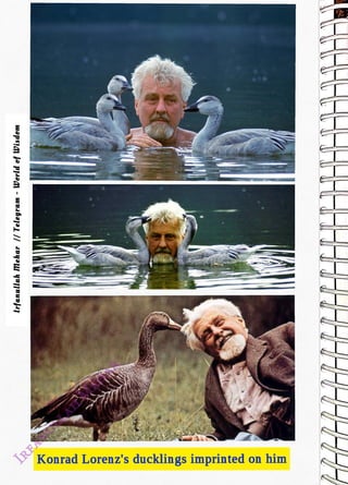 lrfanullah
Mehar
I/
Telegram
-
World
of
Wisdom
<br>
Konrad Lorenz's ducklings imprinted on him
<br>
 