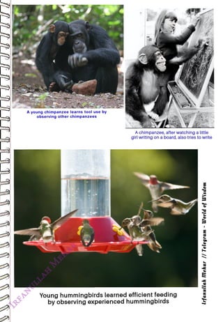 A young chimpanzee learns tool use by
<br>
observing other chimpanzees
<br>
A chimpanzee, after watching a little
<br>
girl writing on a board, also tries to write
<br>
Young hummingbirds learned efficient feeding
<br>
by observing experienced hummingbirds
<br>
lrfanullah
Mehar
//
Telegram
-
World
of
Wisdem
<br>
 