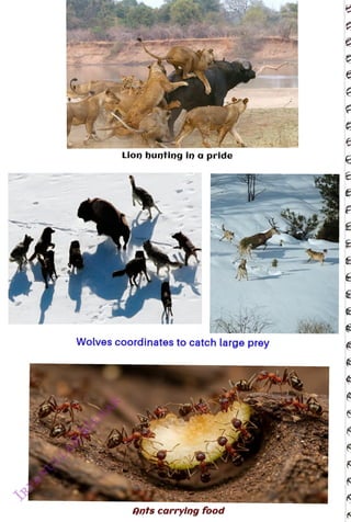 Lion hunting in a pride
<br>
Wolves coordinates to catch large prey
<br>
Ants carrylng food
<br>
 