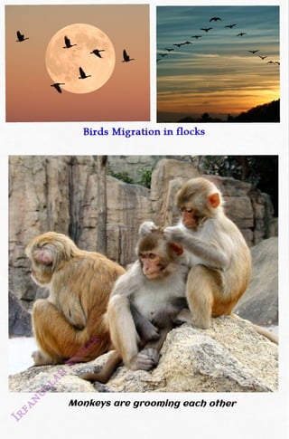 Birds Migration in flocks
<br>
Monkeys are grooming each other
<br>
 