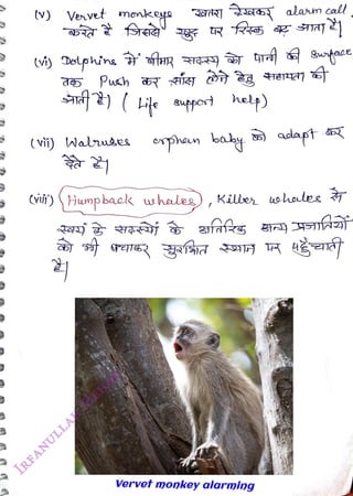 (v)
<br>
Venvet monkeys
<br>
(vii) Waues
<br>
orphan ba
<br>
hely)
<br>
w
<br>
(vii') Humpback whaleg), Killes usholee
<br>
) dapt
<br>
Vervet monkey alarming
<br>
 