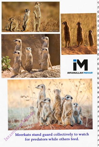 Sara&Joachim&Mebe /flickr
<br>
iM
<br>
IRFANULLAH MEHAR
<br>
Meerkats stand guard collectively to watch
<br>
for predators while others feed.
<br>
 