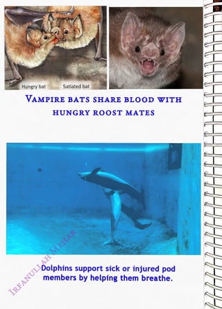 Hungry bat
<br>
Satiated bat
<br>
VAMPIRE BATs SHARE BLOOD WITH
<br>
HUNGRY RO0ST MATES
<br>
Dolphins support sick or injured pod
<br>
members by helping them breathe.
<br>
Jose
<br>
 