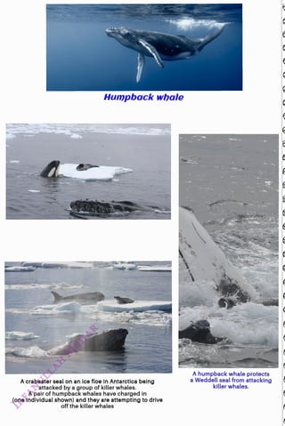 Humpback whale
<br>
A crabeater seal on an ice floe in Antarctica being
<br>
attacked by a group of killer whales.
<br>
A pair of humpback whales have charged in
<br>
(one individual shown) and they are attempting to drive
<br>
off the killer whales
<br>
A humpback whale protects
<br>
a Weddellsealfrom attacking
<br>
killer whales.
<br>
 