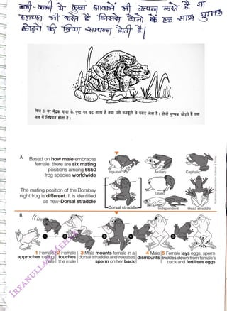 A
<br>
Based on how male embraces
<br>
female, there are six mating
<br>
positions among 6650
<br>
frog species worldwide
<br>
The mating position of the Bombay
<br>
night frog is different. It is identified
<br>
B
<br>
as new-Dorsal straddle
<br>
Inguina
<br>
LDorsal straddle
<br>
Axillary
<br>
Glued
<br>
Îndependent
<br>
Cephalic
<br>
Head straddle
<br>
Duilman
&
Trumb
<br>
1
Female |2 Female | 3 Male mounts female in a 4Male |5 Female lays eggs, sperm
<br>
approches calling touchesdorsal straddle and releases dismounts trickles down from female's
<br>
male | the male
<br>
sperm on her back
<br>
back and fertilises eggs
<br>
 