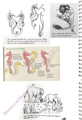 (a)
<br>
LIFE CYCLE OFA SEA HORSE
<br>
(1) Male and
<br>
female sea horses
<br>
like to dance. This
<br>
is called courtship.
<br>
(b)
<br>
(2) The female
<br>
flls the male's
<br>
brood pouch
<br>
with eggs.
<br>
aunt
<br>
(3) Baby sea
<br>
horses grow
<br>
in the male's
<br>
brood pouch.
<br>
(5) Baby sea horses
<br>
swim away.
<br>
(4) The male
<br>
sea horse
<br>
gives birth!
<br>
mother
<br>
 