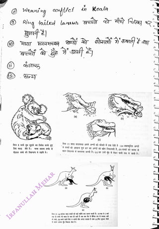 (40)
<br>
Ring tailed lauws
<br>
(a)
<br>
(a)
<br>
(c)
<br>
(C)
<br>
(b)
<br>
(b)
<br>
 