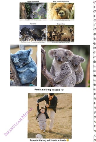 Female uniparental
<br>
Koala (Phascolarctos cinereus)
<br>
Biparental
<br>
California mouse (Peromyscus californicus)
<br>
Male partial uniparental
<br>
Titi monkey (Callicebus oenanthe)
<br>
Cooperative
<br>
African wild dog (Lycaon pictus)
<br>
Parental caring In Koala
<br>
Parental Caring In Primate animals
<br>
 