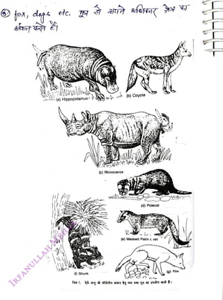 (a) Hippopotamusi B ae
<br>
() Shunk
<br>
(c) Ahinoceros
<br>
(b) Coyote
<br>
(d) Polecat
<br>
(e) Masked Palmc vet
<br>
(F) Fox
<br>
(g) Fox
<br>
 