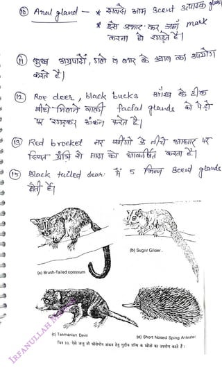 12
<br>
(15
<br>
Roe dees
<br>
Red boeket
<br>
klack bucks
<br>
Black toled dea 5
<br>
(a) Brush-Tailed opossum
<br>
(c) Tasmnanian Devil
<br>
(b) Sugar Glider.
<br>
(d) Short Nosed Sping Anteater
<br>
 
