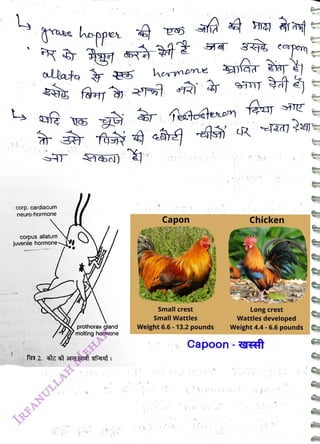 llata
<br>
Corp. cardiacum
<br>
neuro-hormone
<br>
Corpus allatum
<br>
juvenile hormone
<br>
prothorax gland
<br>
molting hormone
<br>
hemere
<br>
Tectoeterom
<br>
Capon
<br>
Small crest
<br>
Small Wattles
<br>
Weight 6.6 -
13.2 pounds
<br>
Chicken
<br>
Long crest
<br>
Wattles developed
<br>
Weight 4.4
-
6.6 pounds
<br>
Capoon- T
<br>
 