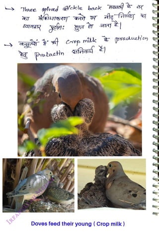 Thaee pšned ckle baok Hao6 a
<br>
milk (pracuehey
<br>
Doves feed their young ( Cropmilk)
<br>
 
