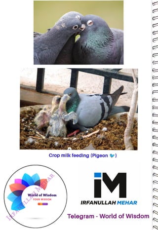 Crop milk feeding (Plgeon )
<br>
World of Wisdom
<br>
YOUR WISDOM
<br>
iM
<br>
IRFANULLAH MEHAR
<br>
Telegram
-
World of Wisdom
<br>
 