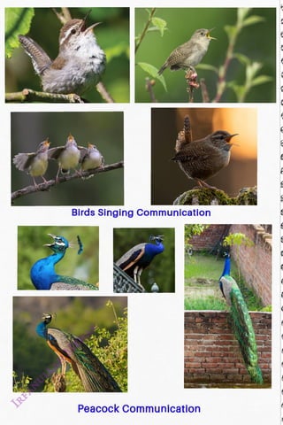 Birds Singing Communication
<br>
Peacock Communication
<br>
 