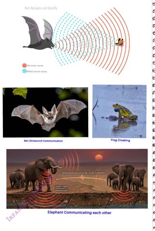Bats Navigate ond ldentify
<br>
Bat sonar waves
<br>
Reflect sound waves
<br>
Bat Ultrasound Communlcatlon
<br>
INFRASOUND COMMUNICATION-RANGE: KILOMETERS
<br>
SEISMIC SIGNAL
<br>
PROPAGATION
<br>
THROUGH EARTH
<br>
Frog Croaking
<br>
Elephant Communicating each other
<br>
 
