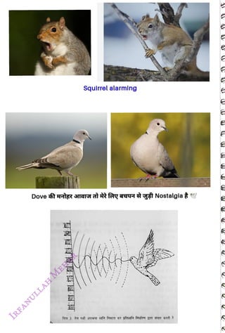 Squirrelalarming
<br>
Dove t Htge TAT ayT tgst Nostalgia
<br>
 