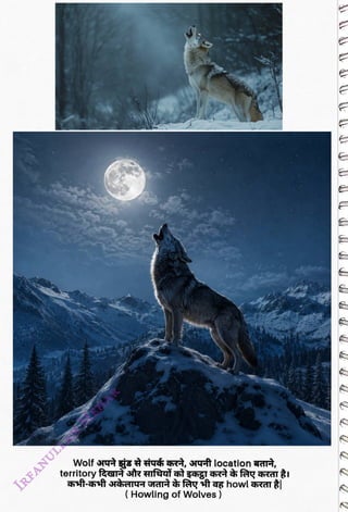 Wolf arygs duí hrà, yft location qart,
<br>
(Howling of Wolves)
<br>
 