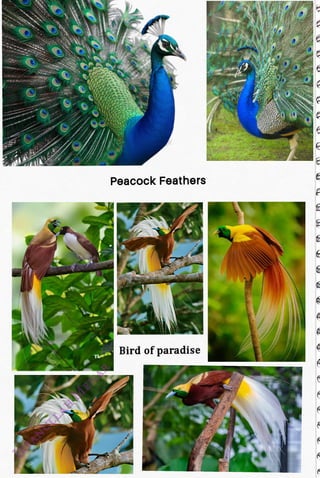 Th
<br>
Peacock Feathers
<br>
Bird of paradise
<br>
 