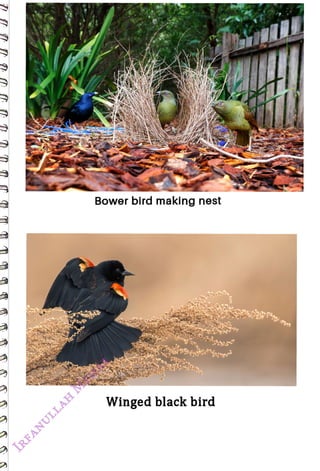 Bower bird making nest
<br>
Winged black bird
<br>
 