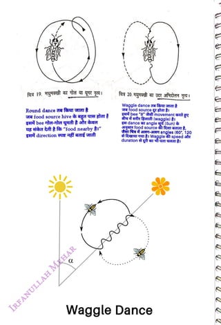 Round dance ar fent iGl
<br>
uT food source hive ad YIH BdT
<br>
yg tdha tt f "food nearby i"
<br>
C
<br>
Waggle dance aa fahytGT
<br>
food source R
AaTI
<br>
g4 bee "8" ef movement
rà gy
<br>
tair fRert(waggle) 1
<br>
SH dance hT angle g (Sun)
<br>
3HHR food source â
fT dIt,
<br>
d
ro-HeT angles (60°, 120
<br>
karImri Waggle speed sir
<br>
Waggle Dance
<br>
 