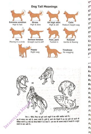 Extreme emotion
<br>
High & fast
<br>
Joy
<br>
Moving in acircle
<br>
Dog Tail Meanings
<br>
Stress
<br>
High & slow
<br>
Serious tension
<br>
Straight out & stiff
<br>
Happy
<br>
Right wag
<br>
(a)
<br>
(b)
<br>
On high alert
<br>
High & still
<br>
Fear, pain
<br>
Tucked in
<br>
Calm
<br>
Medium-height wag
<br>
Relaxed
<br>
Gentle & flowing
<br>
Tiredness
<br>
No wagging
<br>
(c)
<br>
 