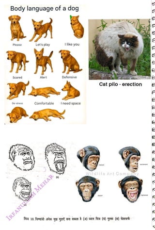 Body language of adog
<br>
Please
<br>
Scared
<br>
De-stress
<br>
(C)
<br>
Let's play
<br>
Alert
<br>
Comfortable
<br>
(b)
<br>
Ilike you
<br>
Defensive
<br>
Ineed space
<br>
Cat pilo -
erection
<br>
interest
<br>
Wildlife Art Gomp
<br>
afiy
<br>
playtul
<br>
excitement
<br>
frightened
<br>
 