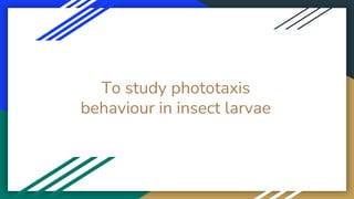 To study phototaxis
behaviour in insect larvae
 