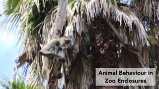 Animal Behaviour in
Zoo Enclosures
 