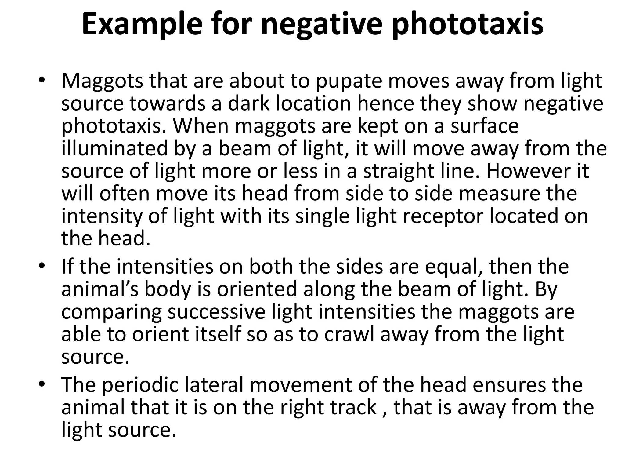 Example for negative phototaxis
• Maggots that are about to pupate moves away from light
source towards a dark location hence they show negative
phototaxis. When maggots are kept on a surface
illuminated by a beam of light, it will move away from the
source of light more or less in a straight line. However it
will often move its head from side to side measure the
intensity of light with its single light receptor located on
the head.
• If the intensities on both the sides are equal, then the
animal’s body is oriented along the beam of light. By
comparing successive light intensities the maggots are
able to orient itself so as to crawl away from the light
source.
• The periodic lateral movement of the head ensures the
animal that it is on the right track , that is away from the
light source.
 