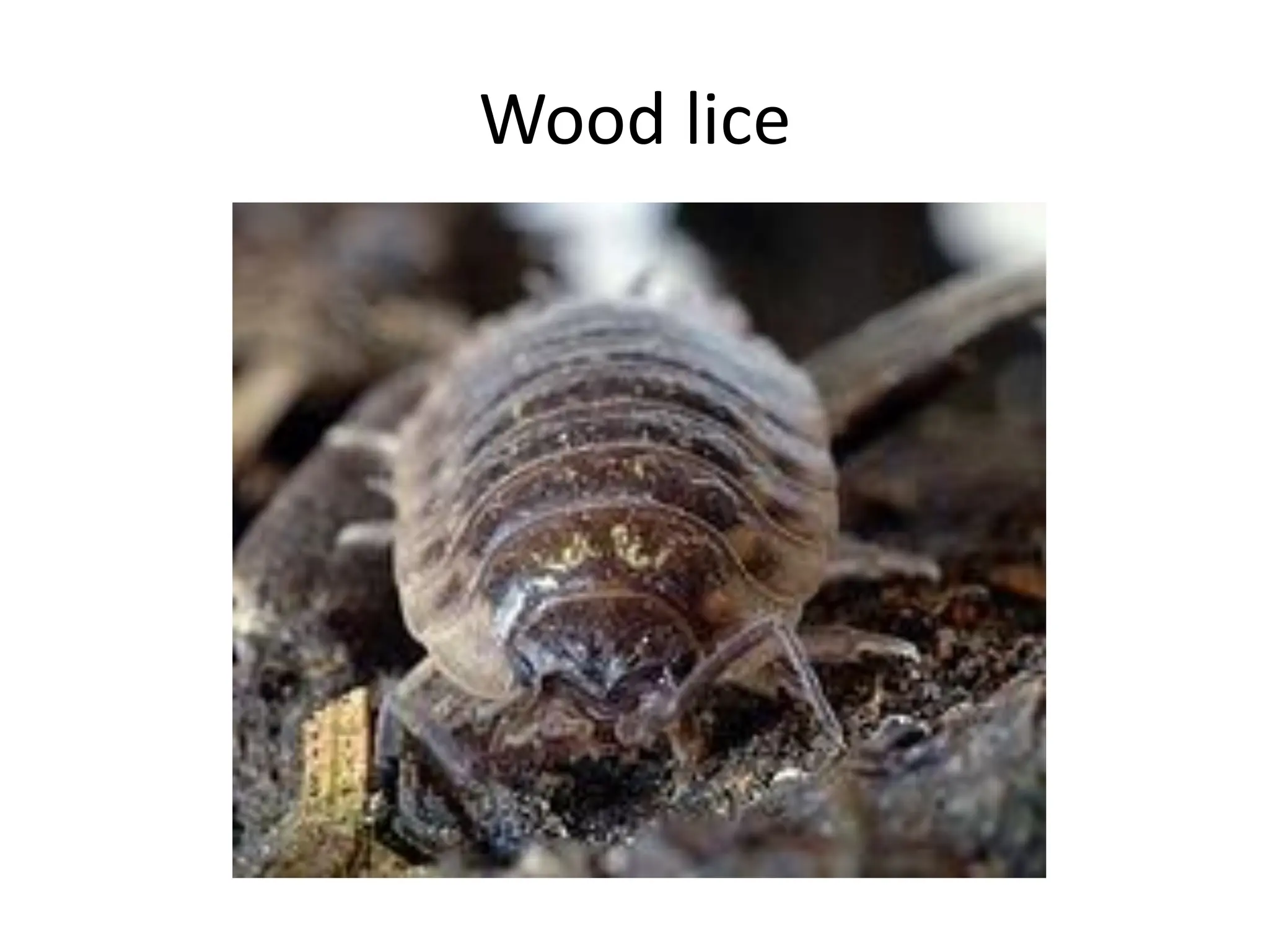 Wood lice
 