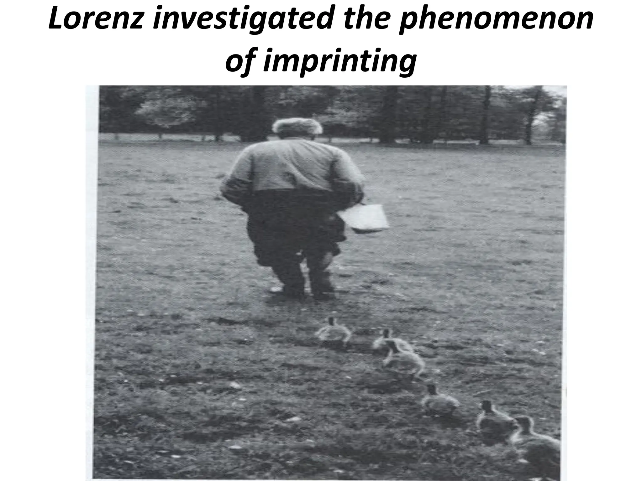 Lorenz investigated the phenomenon
of imprinting
 