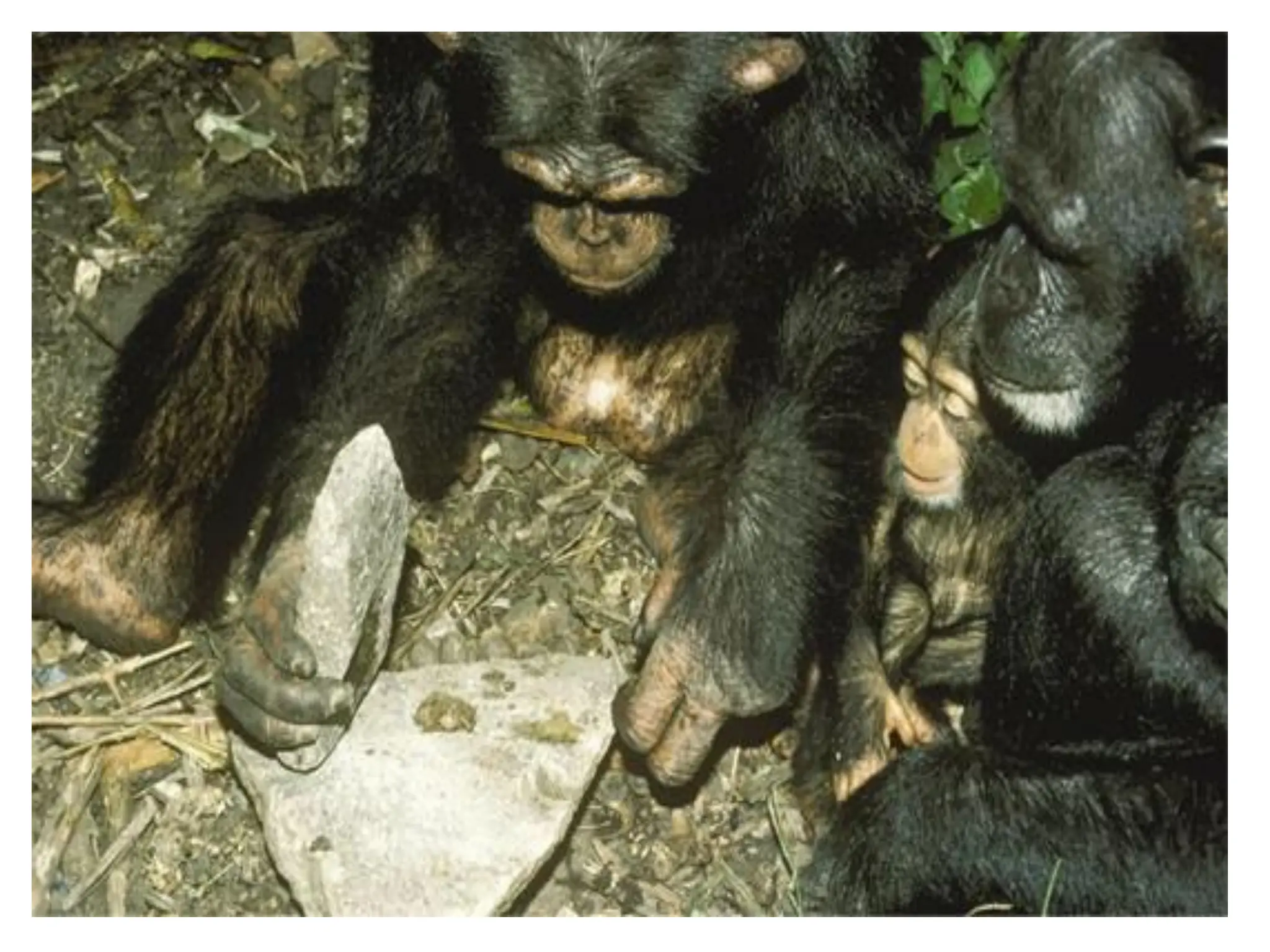 Animal behaviour UNIT 4 for students.pdf