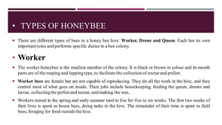 Social organization in honey bee | PDF