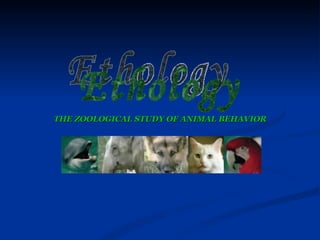 THE ZOOLOGICAL STUDY OF ANIMAL BEHAVIOR
 