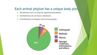 Each animal phylum has a unique body plan.
 Vertebrates have an internal segmented backbone.
 Invertebrates do not have a backbone.
 Invertebrates encompass most animal groups.
 