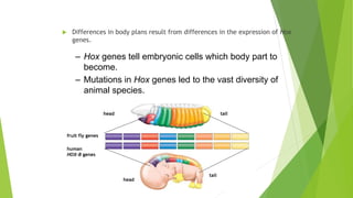  Differences in body plans result from differences in the expression of Hox
genes.
– Hox genes tell embryonic cells which body part to
become.
– Mutations in Hox genes led to the vast diversity of
animal species.
head tail
head
tail
fruit fly genes
human
HOX-B genes
 