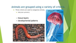 Animals are grouped using a variety of criteria.
 Three criteria are used to categorize animals.
 body plan symmetry
– tissue layers
– developmental patterns
gastrovascular
cavity
mouth
mesoglea
oral arms
tentacles
blood vessels
brain
hearts
muscle
segment
nerve cord
mouth
digestive track
 