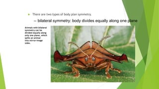  There are two types of body plan symmetry.
– bilateral symmetry: body divides equally along one plane
Animals with bilateral
symmetry can be
divided equally along
only one plane, which
splits an animal
into mirror-image
sides.
 
